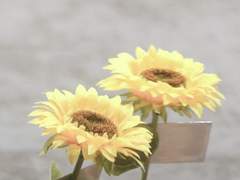 [세준] 해바라기 2.