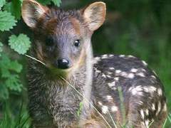 푸달두달 로맨스 下