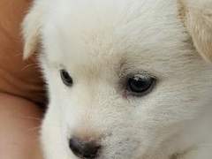 동급생이 강아지로 변해버렸어..+