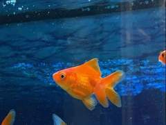 튀어오른 금붕어 커뮤 카와자키 세이야 프로필