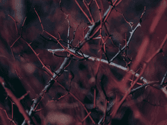 41: 므네모시네의 요람