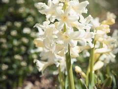 1월 4일: 하얀 히아신스