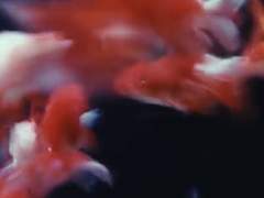 사장님은 인어였다.+