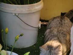 무제한 종신계약