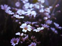 [오수이한]<결핍과 욕망에 대한 상관관계에 대한 연구> 中