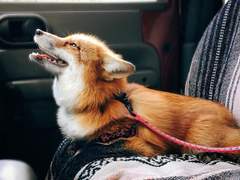 [규수] 여우부부 이야기 5