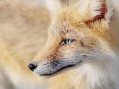 [규수] 여우부부 이야기 7