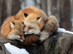 [규수] 여우부부 이야기 8