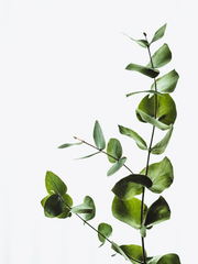 [장편] The Odd Life of Timothy Drake