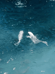 스키즈 나페스 단편 모음