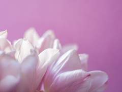 우리의 청춘이 그저 가벼운 깃털은 아니잖아요!