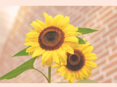 [도원/강현/이든] 스며들다 _하