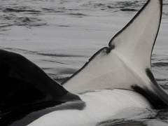 커미션 공지 및 타입