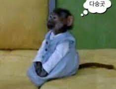 원숭이 혐오를 멈춰주세요 0