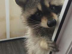 키링 무료 도안 (~09.19)