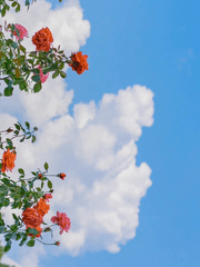 썰 백업 [주인아리 농도 1000%]