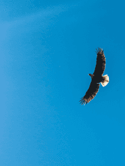 매와 바람(동댐CP)