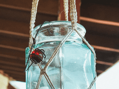 연약한 작은 새