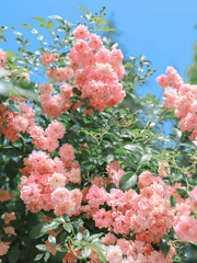 나의 장미 정원