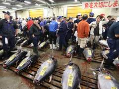 Europe Fin Fish Market Share, Size, Trends, Industry Overview, Analysis and Forecast 2023-2028