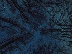 연리지(連理枝)