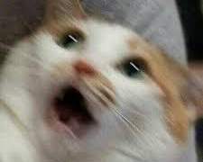 슬레미오슬레 교류회 주최 후기