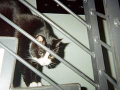 비명이 너무 고요한 탓에