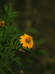 문호스트레이독스