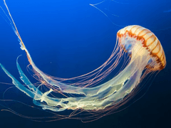 [이착헌]어느 알파우리인의 해피 지구 라이프 파본 안내