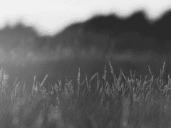 Alex Temple 그리핀도르 머글본 M