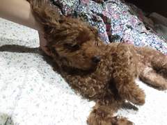 주술회전 시리즈 관련 공지! 봐 주세요 ㅠ