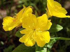 [하이큐/bl] 꽃밭태서 2화