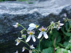 [하이큐/bl] 꽃밭태서 5화