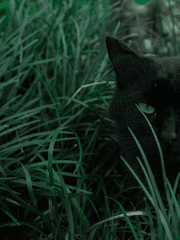 검은고양이를 주운 은호