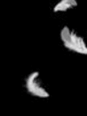 날지 못하는 새를 위하여