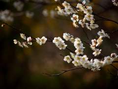 [게토고죠] 혼자 남은 이는 소리 지르지 못한다