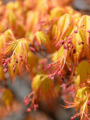 [패러디] 메이플x화산귀한