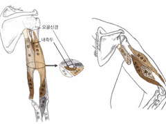[해부학&침구학] 알짜배기 of 알짜배기 - 4) 상지부
