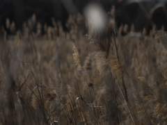 ʜ.ᴀ. = ʜᴀɢᴇɴ