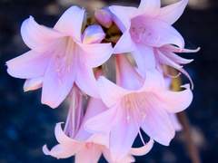 벨라도나 belladonna