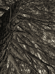 숨겨진 세계수의 비밀