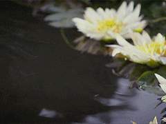 海城, 유일한 花
