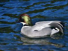 오오쿠 (캇데쿠+토도이즈 살짝)