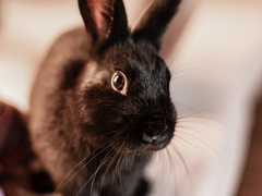 토끼로 밀고 있습니다 - 1. hop in!