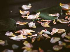 [ROTTMNT/도련님 AU 리오/마이키/도니] FADE AWAY