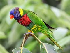 로리키트(원제:ロリキート)