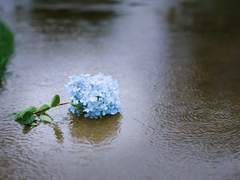 [ㅌㅋㅊㄹ] 재구성 시나리오-송하촌숙 #13