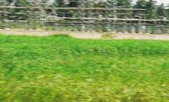 Welcome rain in the drought2