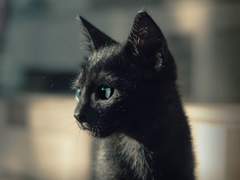 [블랙배저] 윤 깜고양이 된 썰