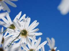 00. 샤를로테 C. 셀레스티아